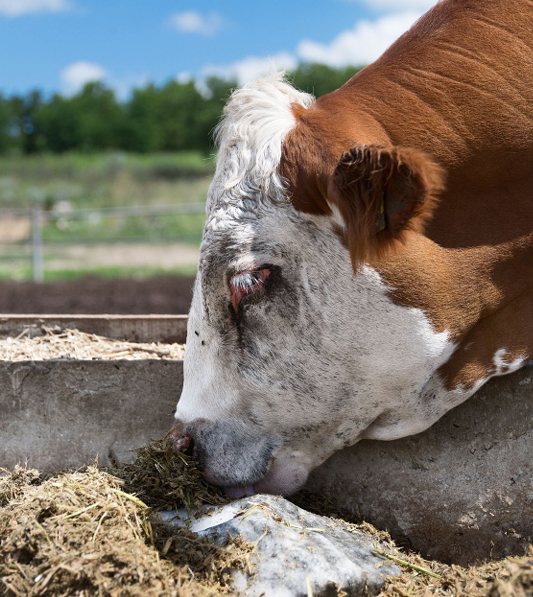 High-purity Salt in Livestock and Poultry Nutrition